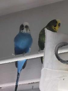 deux perruches mâles avec cage