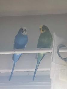 deux perruches mâles avec cage - Photo 2