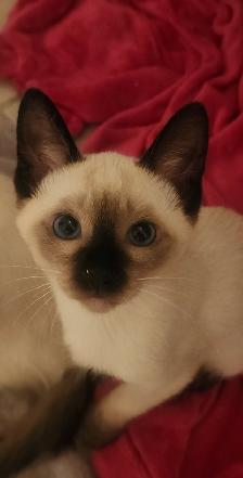 Siamois - Photo 3