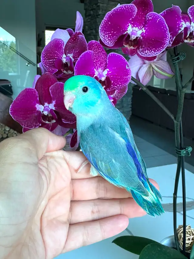 handtame and handfed parrotlets babies