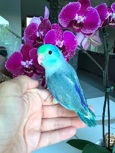 handtame and handfed parrotlets babies