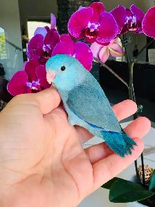 handtame and handfed parrotlets babies - Photo 2