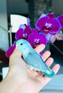 handtame and handfed parrotlets babies - Photo 3