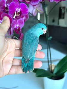 handtame and handfed parrotlets babies - Photo 4