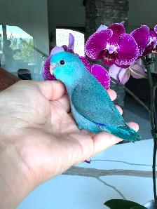 handtame and handfed parrotlets babies - Photo 5