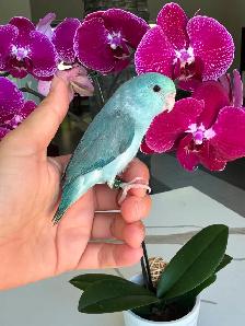 handtame and handfed parrotlets babies - Photo 6