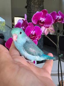 handtame and handfed parrotlets babies - Photo 7