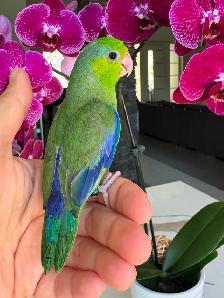 handtame and handfed parrotlets babies - Photo 8