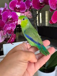 handtame and handfed parrotlets babies - Photo 9