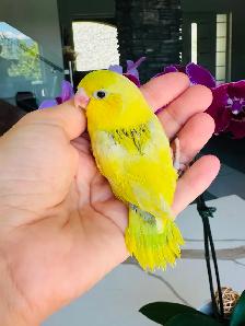 handtame and handfed parrotlets babies - Photo 10