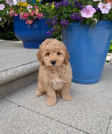 ADORABLE F2 MINI GOLDENDOODLES