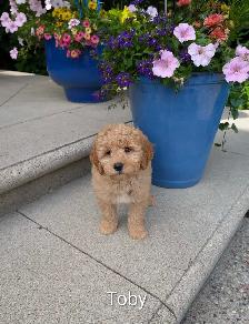 ADORABLE F2 MINI GOLDENDOODLES - Photo 2