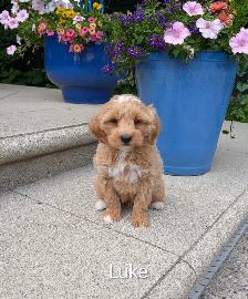 ADORABLE F2 MINI GOLDENDOODLES - Photo 3