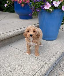 ADORABLE F2 MINI GOLDENDOODLES - Photo 4
