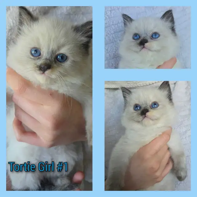 Ragdoll x Siamese