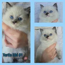 Ragdoll x Siamese