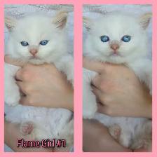 Ragdoll x Siamese - Photo 2