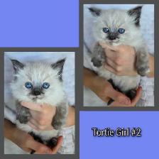 Ragdoll x Siamese - Photo 3