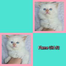 Ragdoll x Siamese - Photo 4