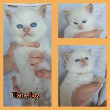 Ragdoll x Siamese - Photo 5