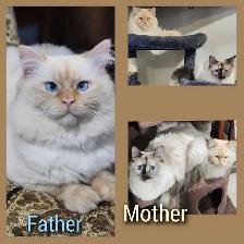 Ragdoll x Siamese - Photo 6