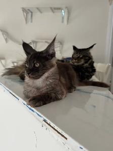 Adopting a Beautiful Maine Coon Kitten