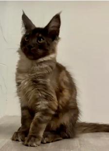 Adopting a Beautiful Maine Coon Kitten - Photo 2