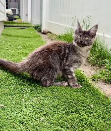 Adopting a Beautiful Maine Coon Kitten - Photo 3