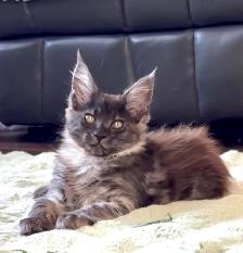 Adopting a Beautiful Maine Coon Kitten - Photo 4