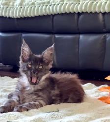 Adopting a Beautiful Maine Coon Kitten - Photo 5