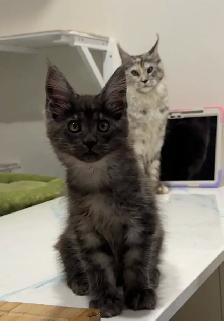 Adopting a Beautiful Maine Coon Kitten - Photo 7