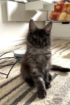 Adopting a Beautiful Maine Coon Kitten - Photo 8
