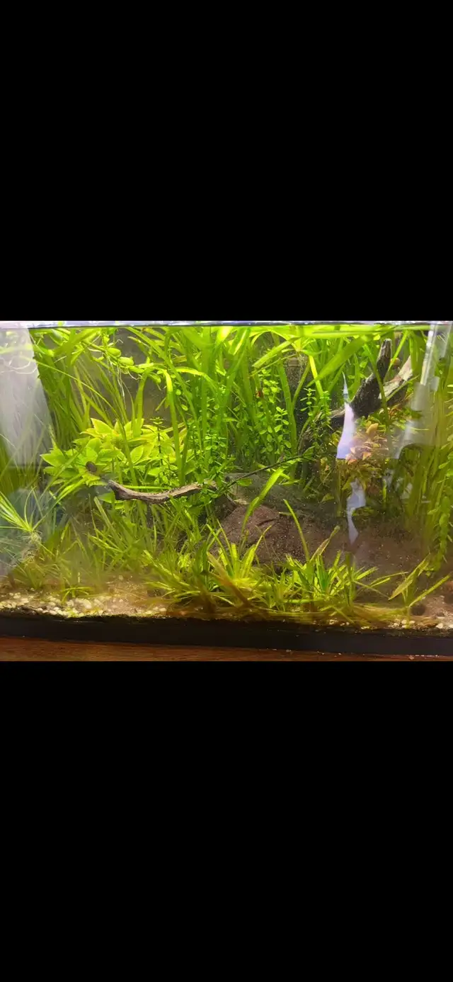 20 gallon fish tank new last year