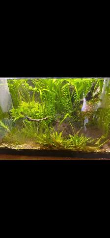 20 gallon fish tank new last year