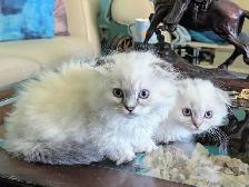 Gorgeous Munchkin/Fold kittens