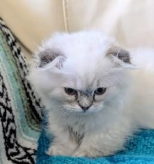Gorgeous Munchkin/Fold kittens - Photo 2