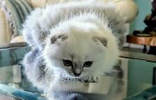 Gorgeous Munchkin/Fold kittens - Photo 3