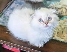 Gorgeous Munchkin/Fold kittens - Photo 4