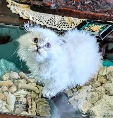 Gorgeous Munchkin/Fold kittens - Photo 5