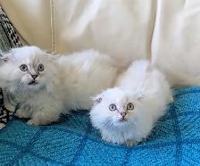 Gorgeous Munchkin/Fold kittens - Photo 6