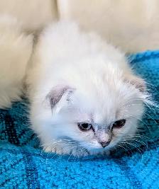 Gorgeous Munchkin/Fold kittens - Photo 7