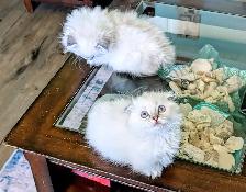 Gorgeous Munchkin/Fold kittens - Photo 8