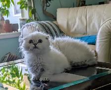 Gorgeous Munchkin/Fold kittens - Photo 9