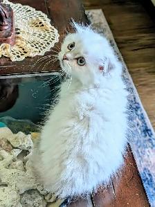 Gorgeous Munchkin/Fold kittens - Photo 10