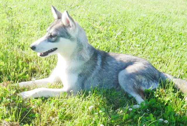 MAGNIFIQUE HUSKY SIBÉRIEN À VENDRE SIBERIAN HUSKY PUPPY ADOPTION