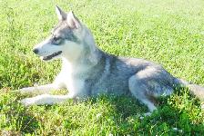 MAGNIFIQUE HUSKY SIBÉRIEN À VENDRE SIBERIAN HUSKY PUPPY ADOPTION