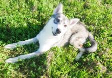 MAGNIFIQUE HUSKY SIBÉRIEN À VENDRE SIBERIAN HUSKY PUPPY ADOPTION - Photo 2