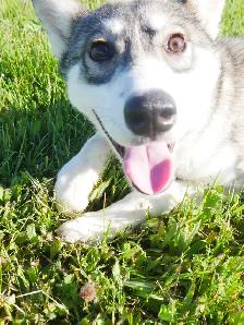 MAGNIFIQUE HUSKY SIBÉRIEN À VENDRE SIBERIAN HUSKY PUPPY ADOPTION - Photo 4