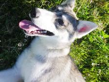 MAGNIFIQUE HUSKY SIBÉRIEN À VENDRE SIBERIAN HUSKY PUPPY ADOPTION - Photo 5