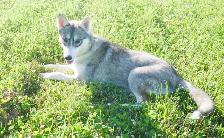 MAGNIFIQUE HUSKY SIBÉRIEN À VENDRE SIBERIAN HUSKY PUPPY ADOPTION - Photo 7